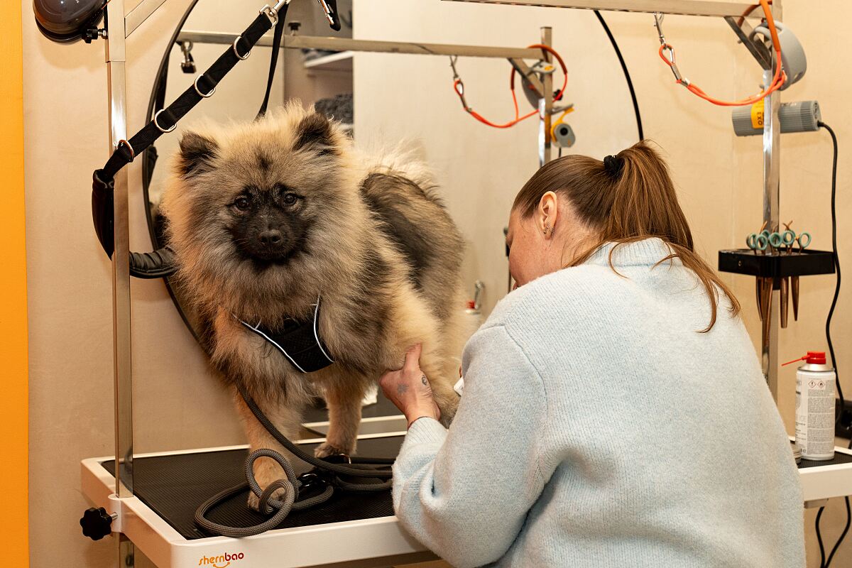 Eröffnung ELVA Dog Spa 