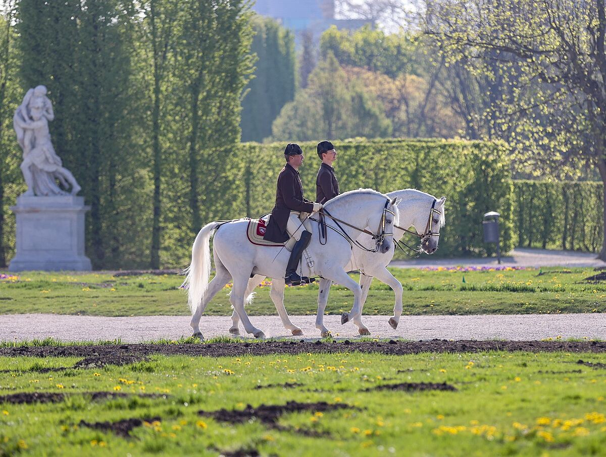 Lipizzaner vor Schönbrunn