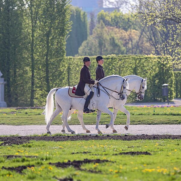 Lipizzaner vor Schönbrunn