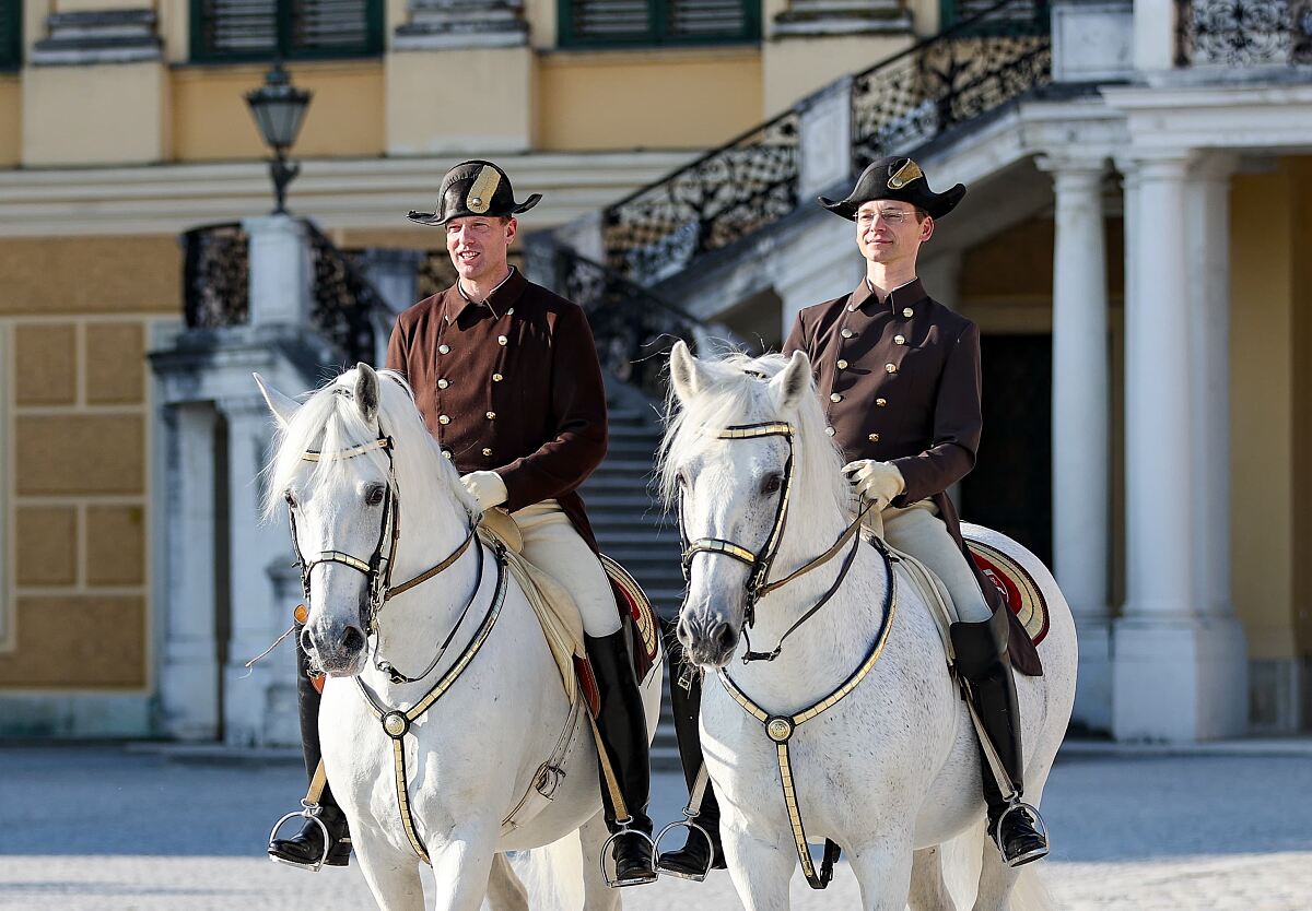 Lipizzaner vor Schönbrunn